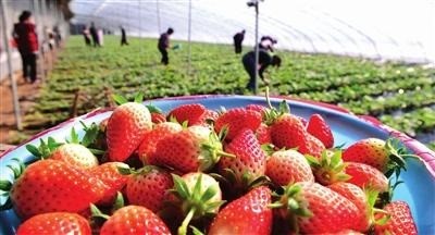 草莓采摘、貯藏的主要方式及注意事項
